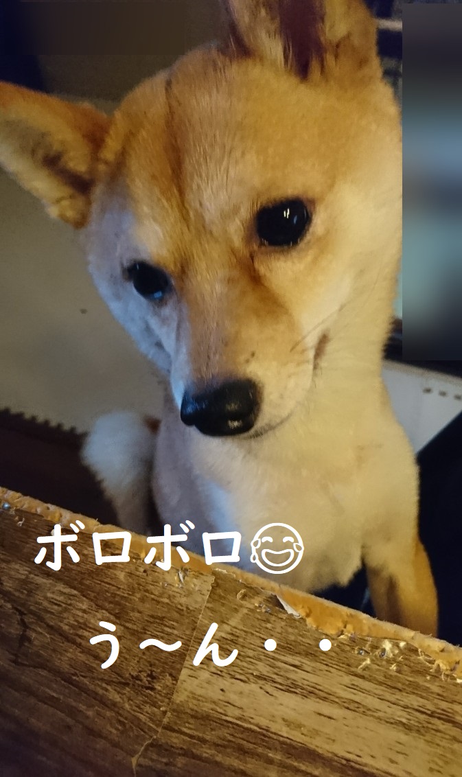 f:id:hanatara:20200314115839j:plain