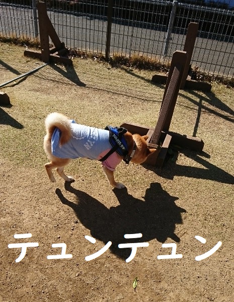 f:id:hanatara:20200320145734j:plain