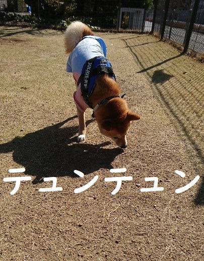 f:id:hanatara:20200320145837j:plain