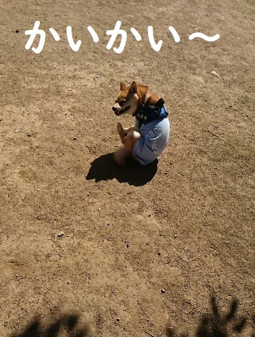 f:id:hanatara:20200320145923j:plain