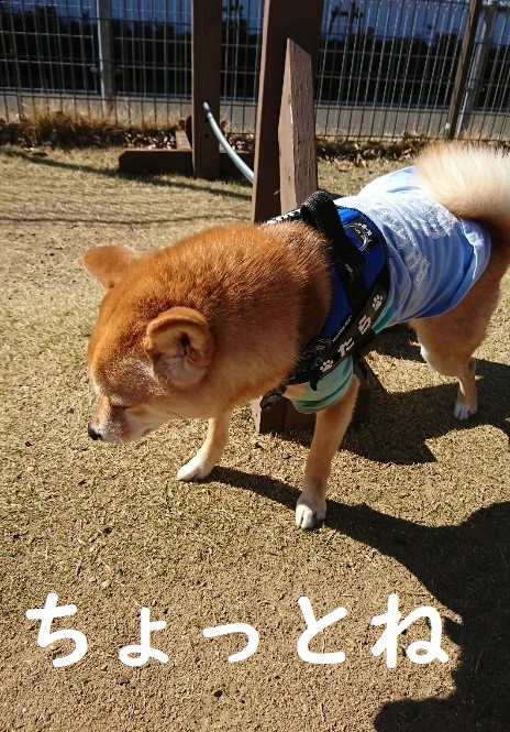 f:id:hanatara:20200320150007j:plain