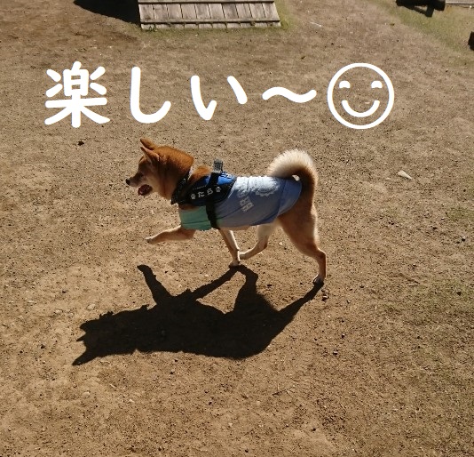 f:id:hanatara:20200320151712j:plain