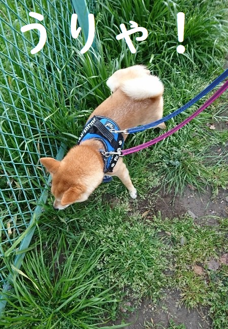 f:id:hanatara:20200327141450j:plain