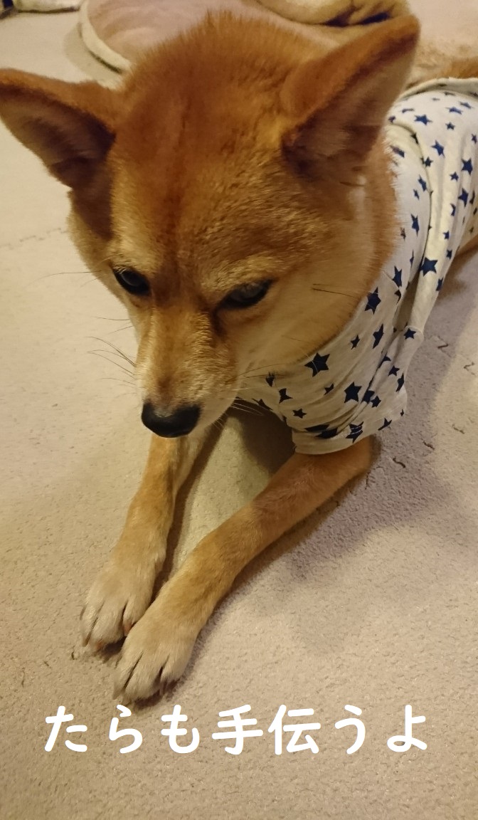 f:id:hanatara:20200327141657j:plain