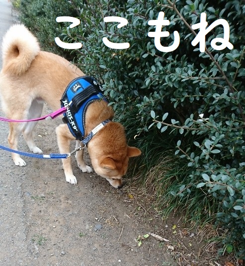 f:id:hanatara:20200328105853j:plain