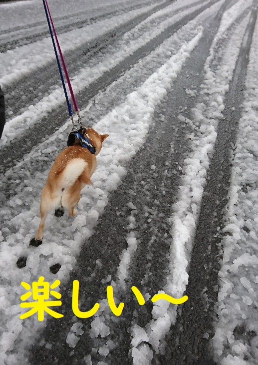 f:id:hanatara:20200331104000j:plain