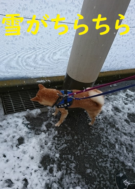f:id:hanatara:20200331104104j:plain