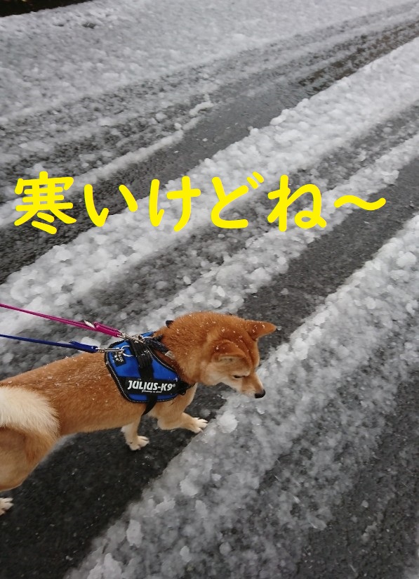 f:id:hanatara:20200331104241j:plain
