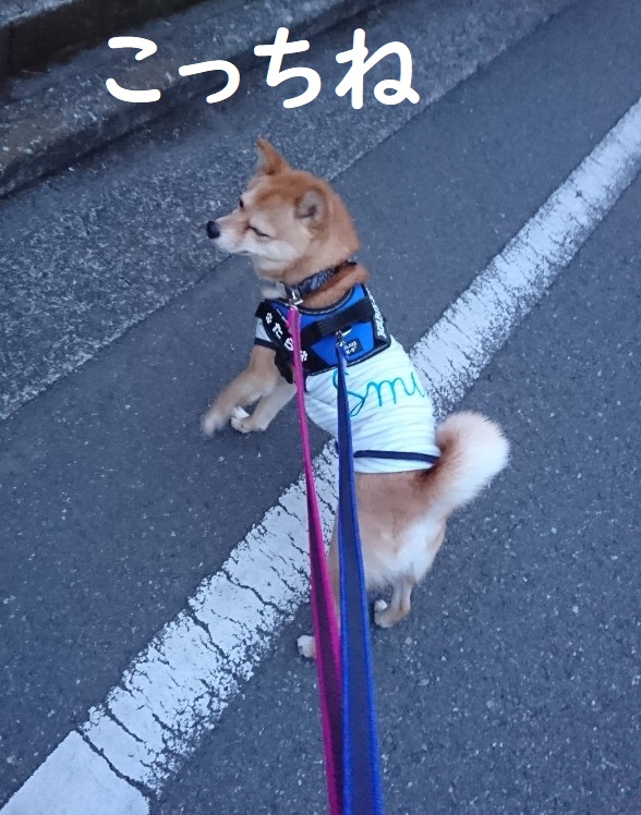 f:id:hanatara:20200404092138j:plain