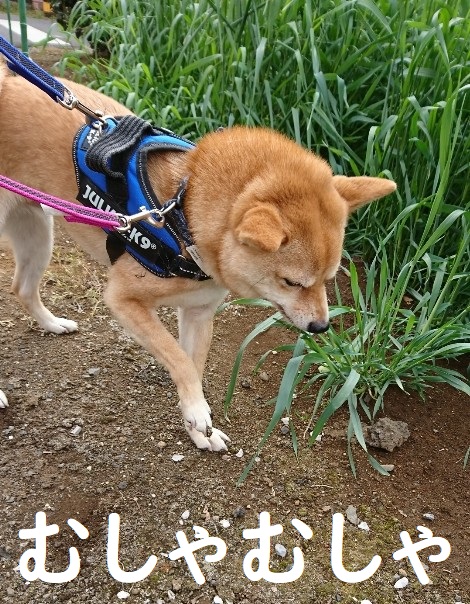 f:id:hanatara:20200405121046j:plain