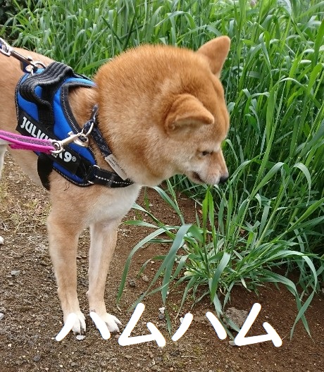 f:id:hanatara:20200405121122j:plain