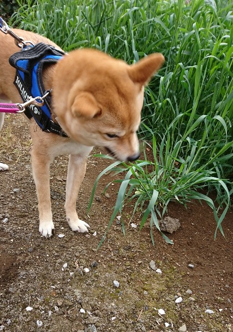 f:id:hanatara:20200405121141j:plain