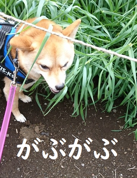 f:id:hanatara:20200405121215j:plain