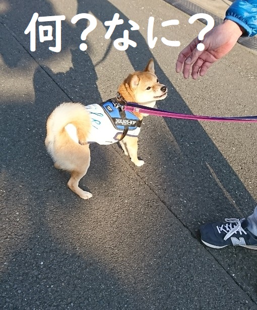 f:id:hanatara:20200405140401j:plain f:id:hanatara:20200405140401j:plain