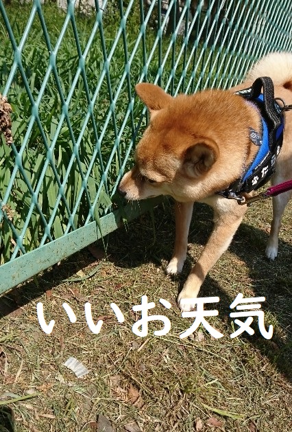 f:id:hanatara:20200405140607j:plain f:id:hanatara:20200405140607j:plain