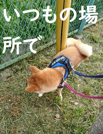 f:id:hanatara:20200405140755j:plain f:id:hanatara:20200405140755j:plain