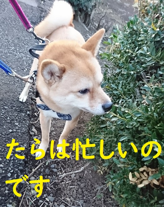 f:id:hanatara:20200410092033j:plain