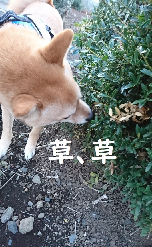 f:id:hanatara:20200410092131j:plain