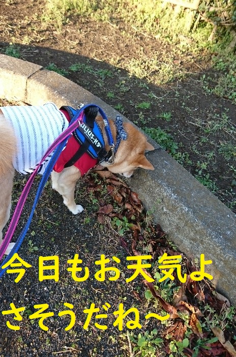 f:id:hanatara:20200410093753j:plain