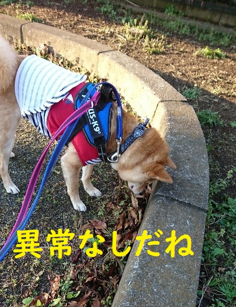 f:id:hanatara:20200410093840j:plain