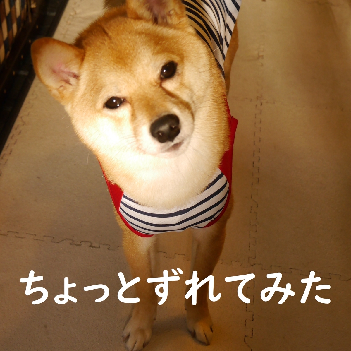 f:id:hanatara:20200410120858j:plain