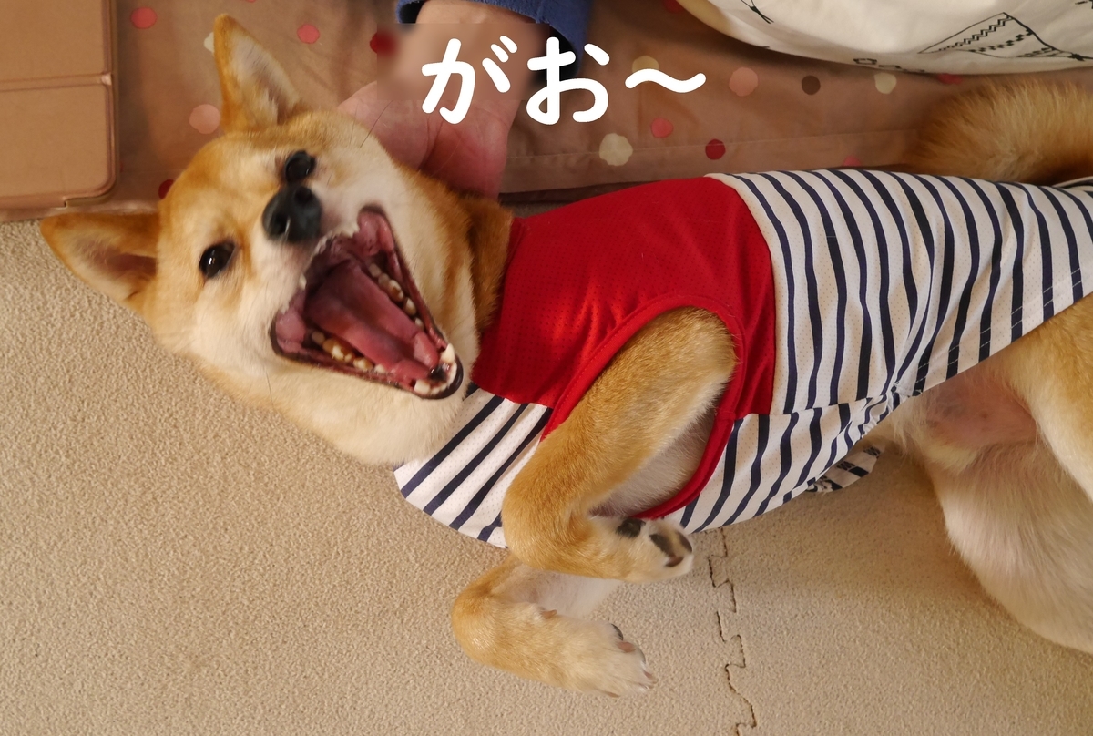 f:id:hanatara:20200410143037j:plain