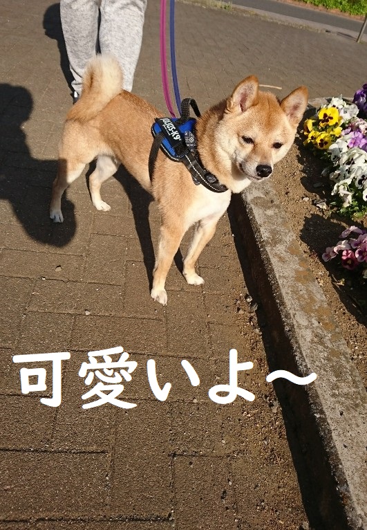 f:id:hanatara:20200411152533j:plain