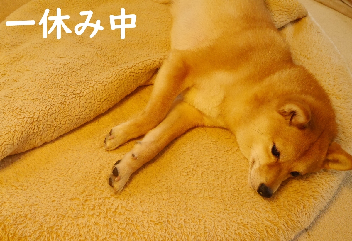 f:id:hanatara:20200412090034j:plain