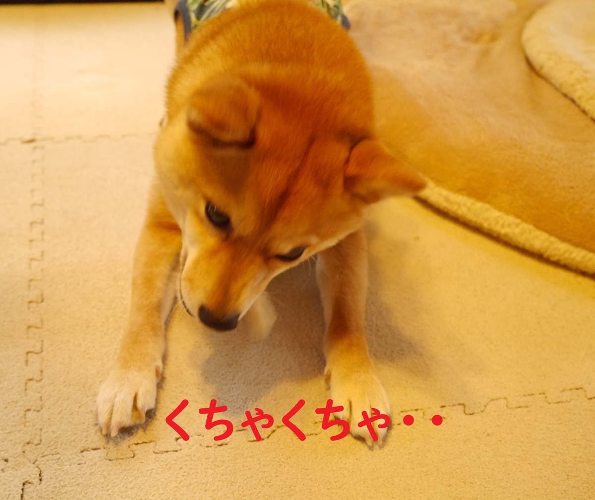 f:id:hanatara:20200417123759j:plain
