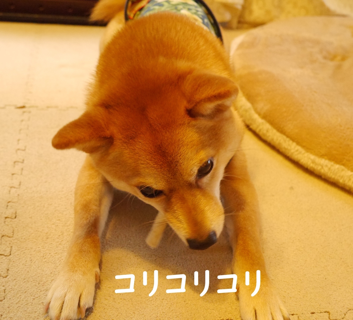 f:id:hanatara:20200417124104j:plain