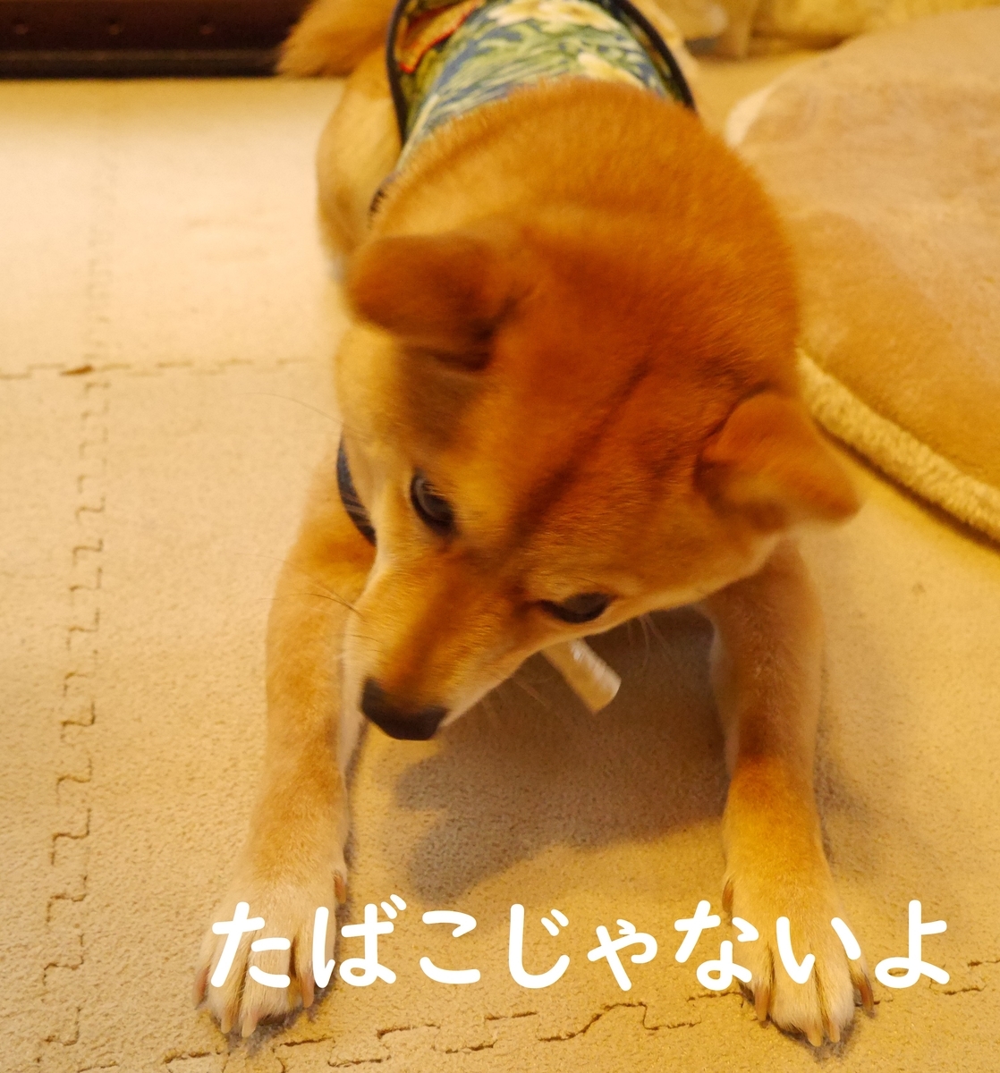 f:id:hanatara:20200417124207j:plain