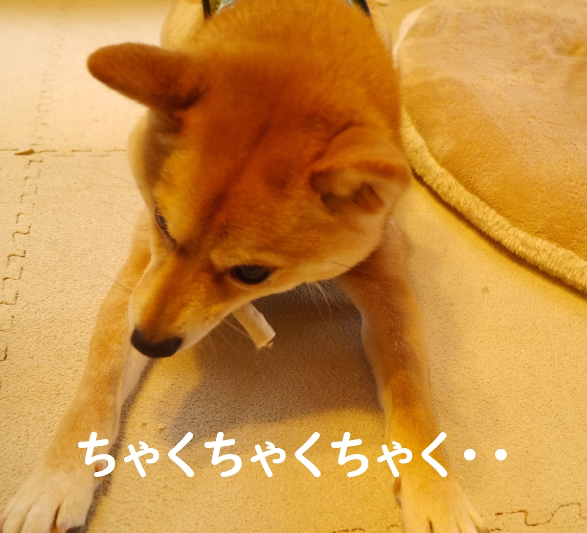 f:id:hanatara:20200417124324j:plain