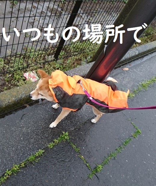 f:id:hanatara:20200419110758j:plain
