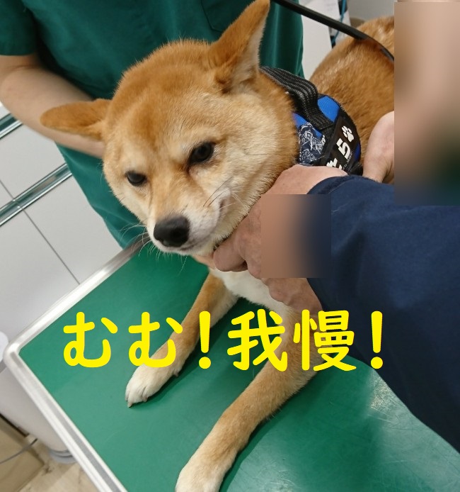 f:id:hanatara:20200419112946j:plain