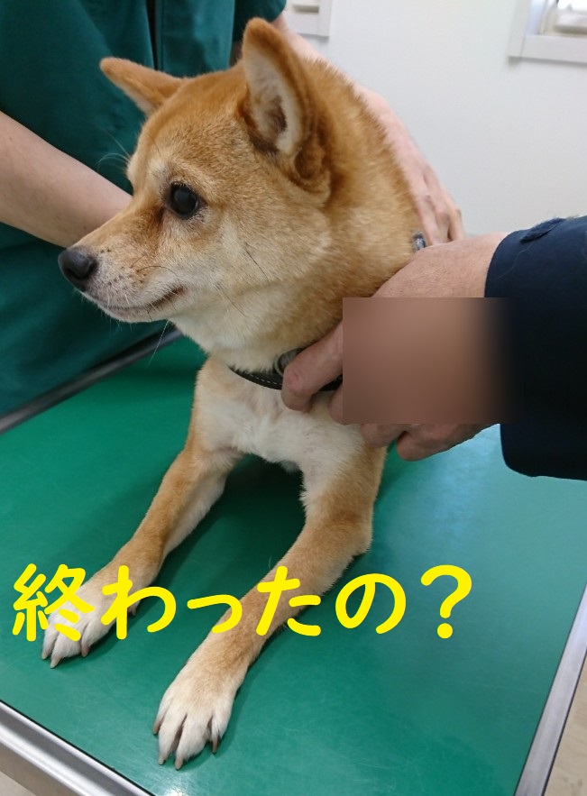f:id:hanatara:20200419113046j:plain