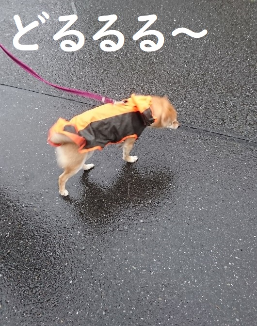 f:id:hanatara:20200419141941j:plain f:id:hanatara:20200419141941j:plain
