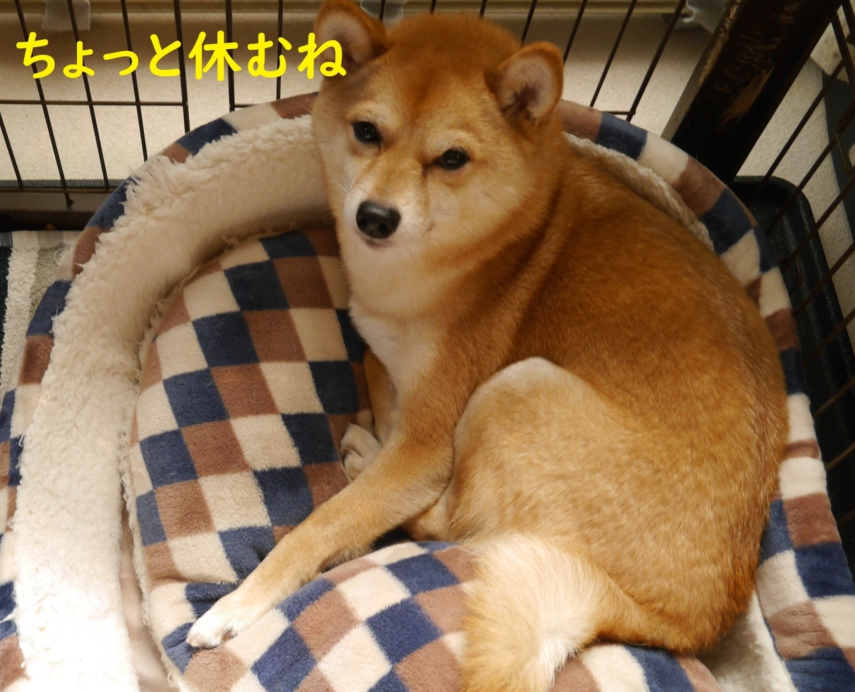 f:id:hanatara:20200419142055j:plain f:id:hanatara:20200419142055j:plain