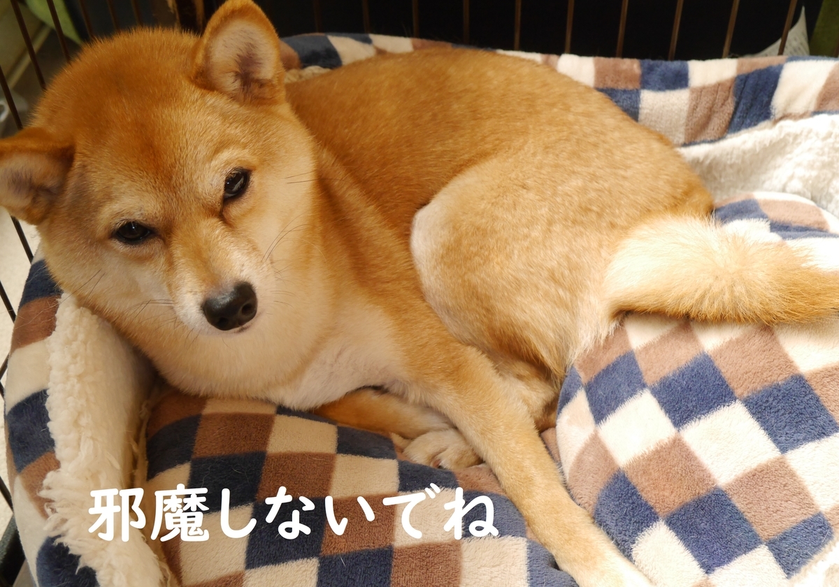 f:id:hanatara:20200419142219j:plain f:id:hanatara:20200419142219j:plain