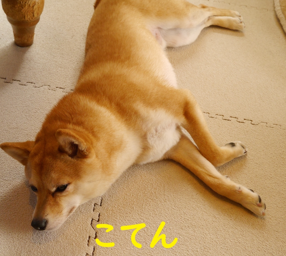 f:id:hanatara:20200419142310j:plain f:id:hanatara:20200419142310j:plain