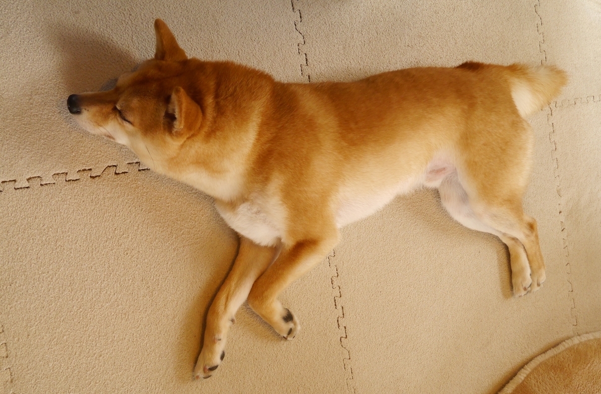 f:id:hanatara:20200419142333j:plain f:id:hanatara:20200419142333j:plain