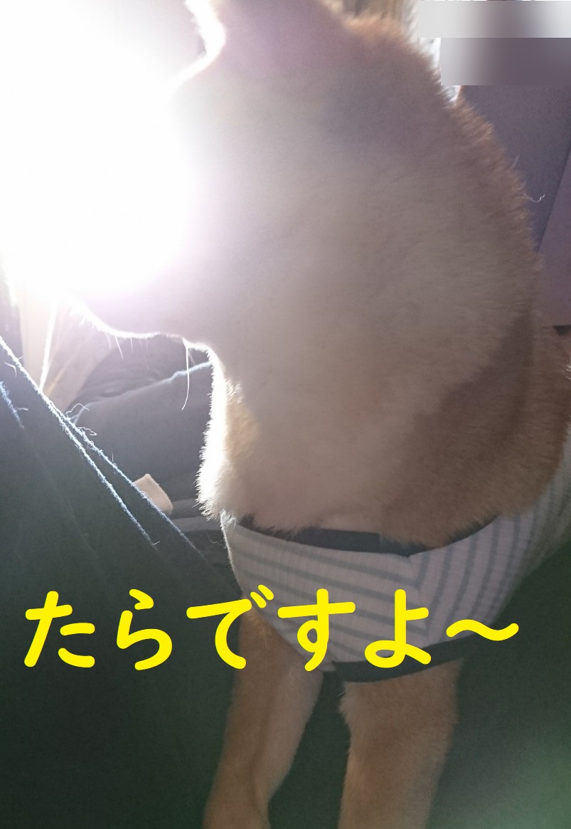 f:id:hanatara:20200424092638j:plain