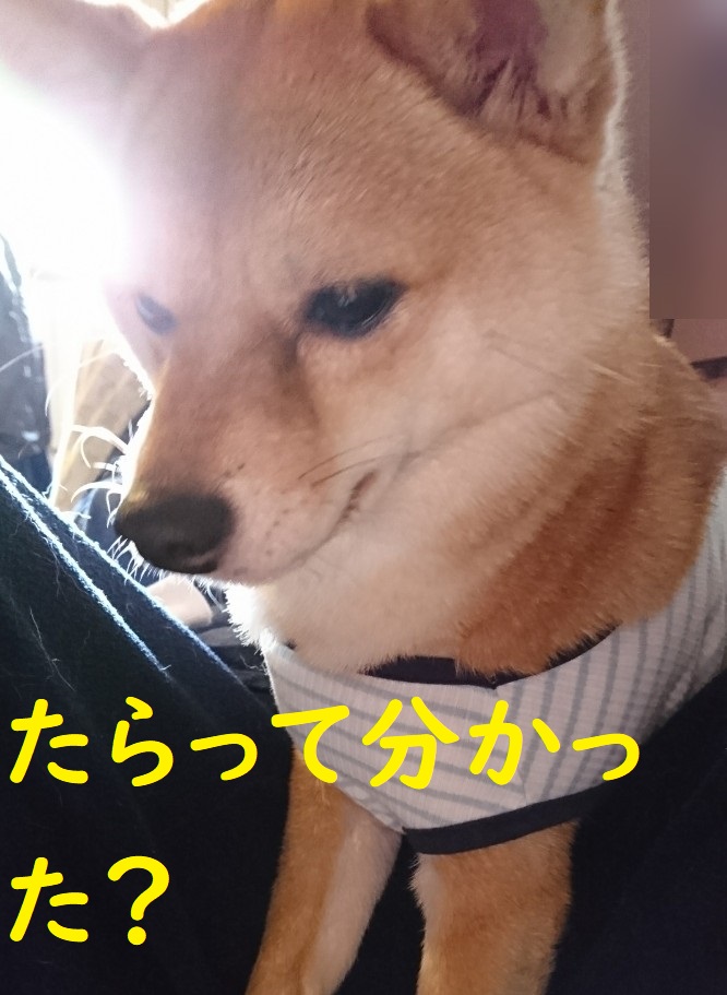 f:id:hanatara:20200424092856j:plain