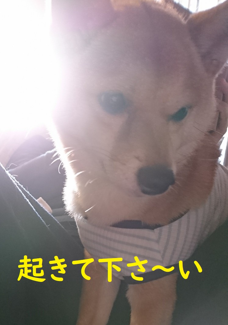 f:id:hanatara:20200424093147j:plain