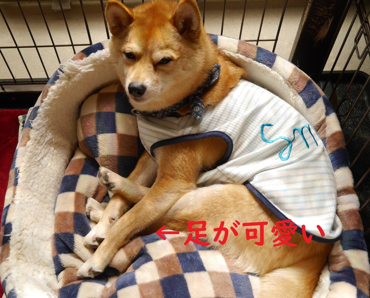 f:id:hanatara:20200424113629j:plain f:id:hanatara:20200424113629j:plain