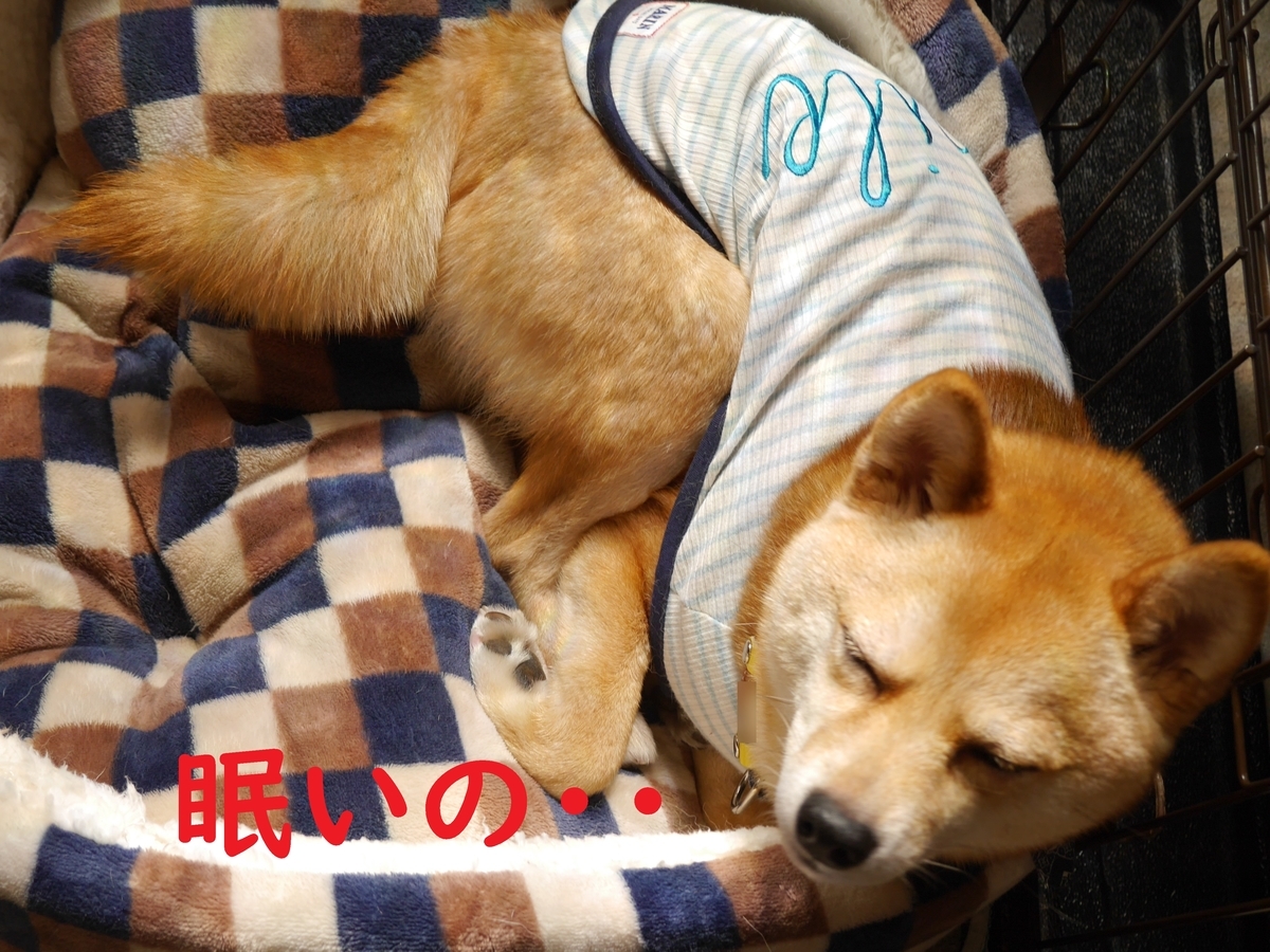 f:id:hanatara:20200424113733j:plain f:id:hanatara:20200424113733j:plain