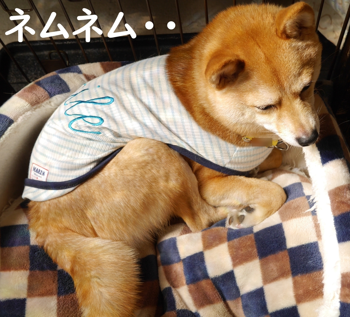 f:id:hanatara:20200424113836j:plain f:id:hanatara:20200424113836j:plain