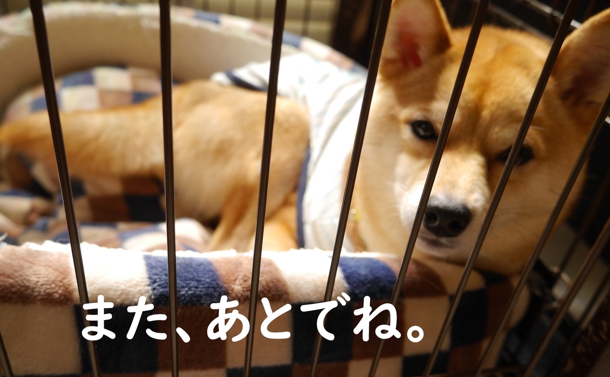 f:id:hanatara:20200424114000j:plain f:id:hanatara:20200424114000j:plain