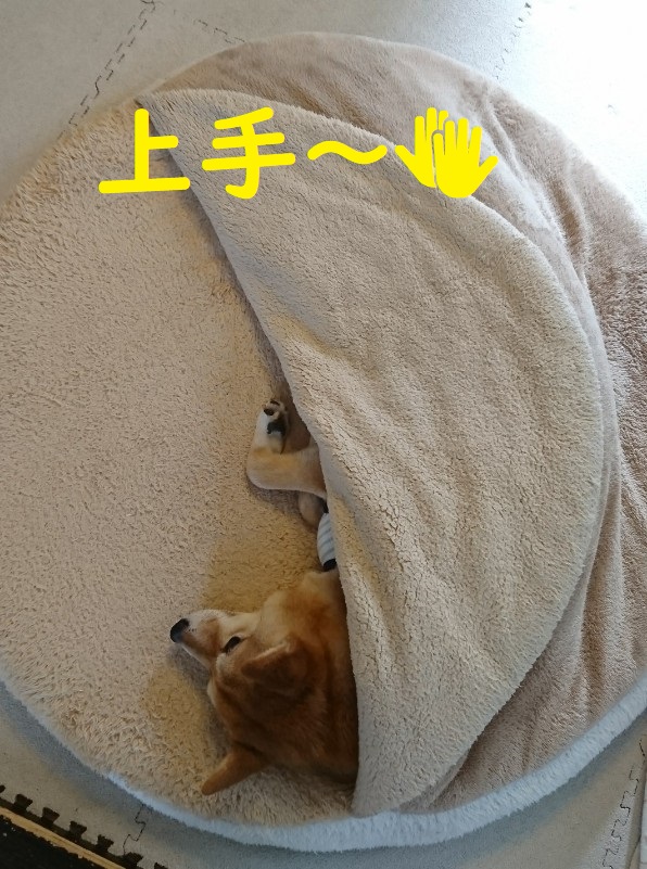 f:id:hanatara:20200424135058j:plain