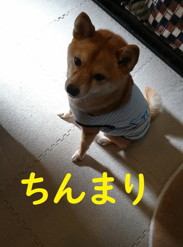 f:id:hanatara:20200424135155j:plain