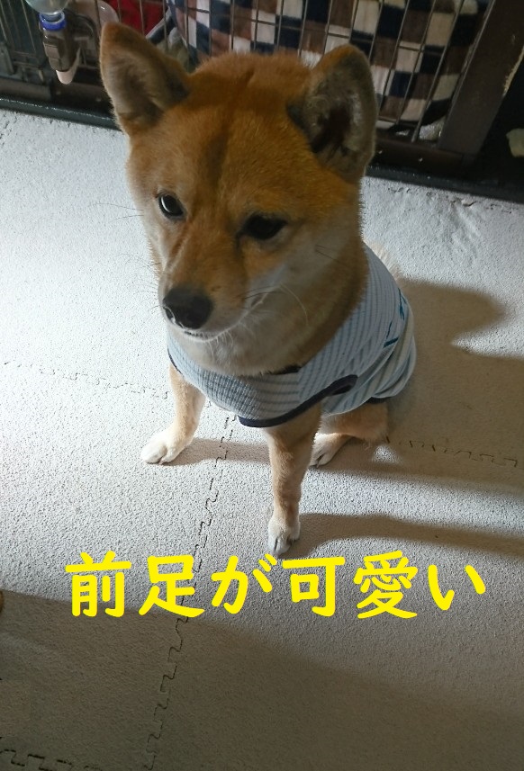 f:id:hanatara:20200424135352j:plain